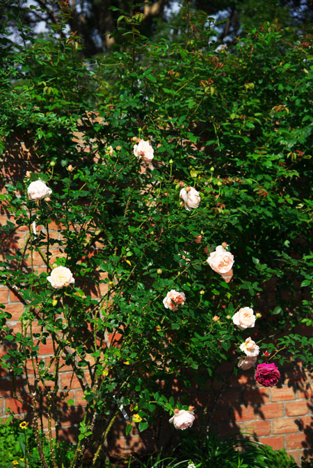 a0263109_15105342.jpg