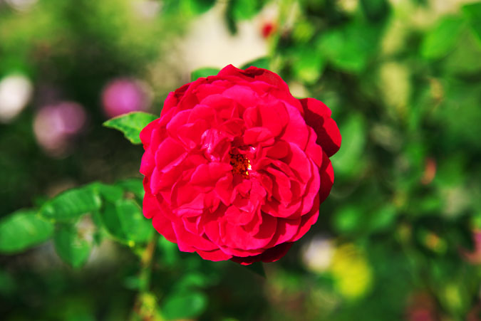 a0263109_1511444.jpg