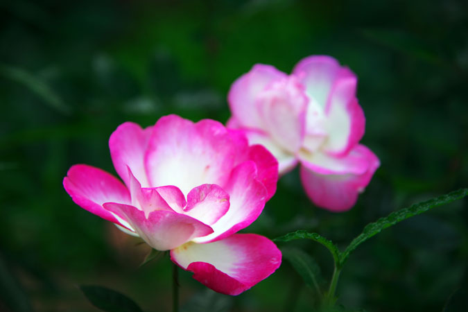 a0263109_15295565.jpg