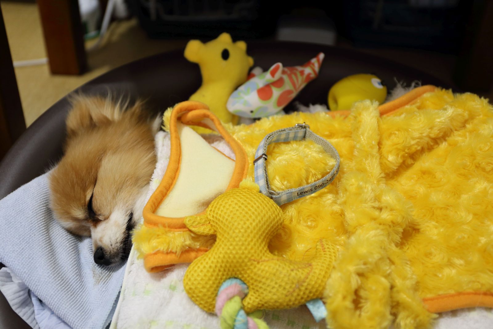 お別れ式 Alice Club パピヨンのクリスとエリスの犬日記 お別れ式 Alice Club パピヨンのクリスとエリスの犬日記