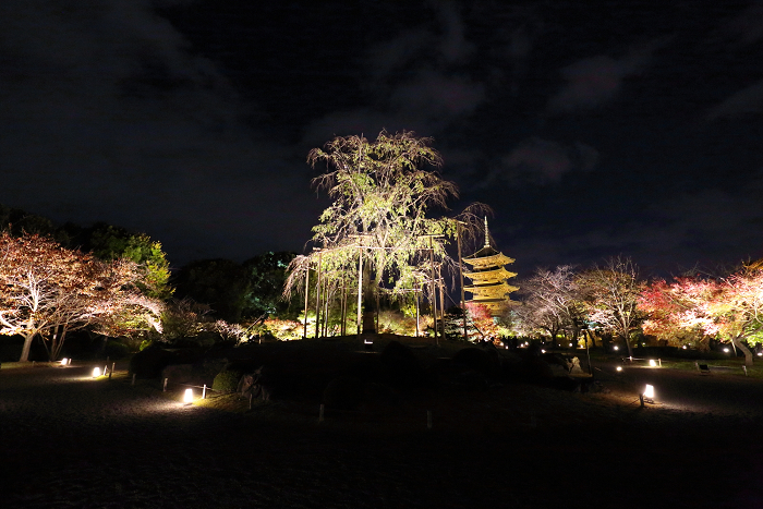 紅葉の京都2015 －紅葉彩る東寺 夜間特別拝観（後編）－_b0169330_1621447.jpg