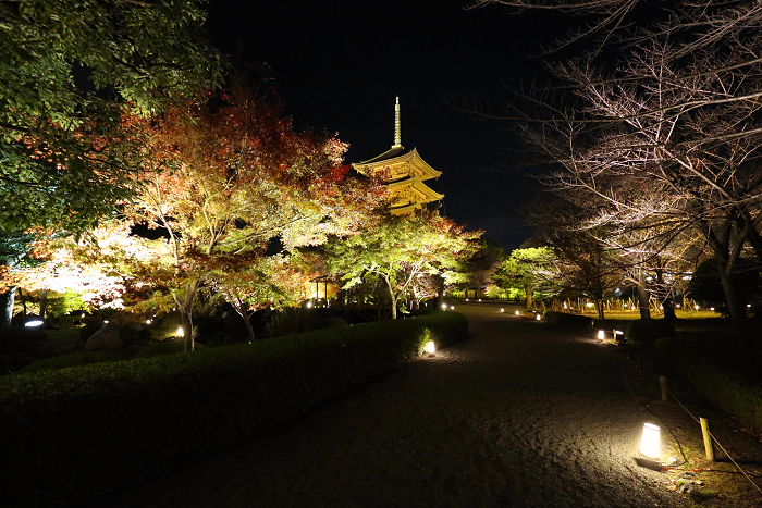 紅葉の京都2015 －紅葉彩る東寺 夜間特別拝観（後編）－_b0169330_16541718.jpg