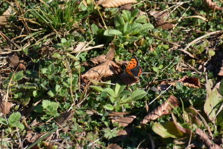 c0353632_13411480.jpg