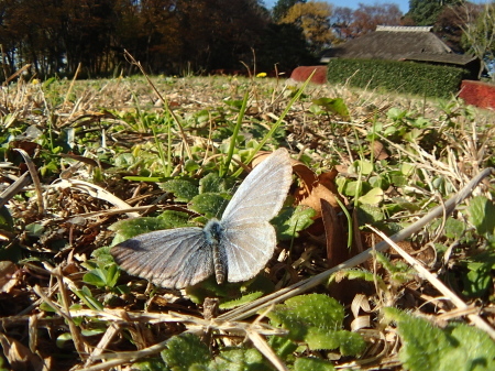 c0353632_13471280.jpg