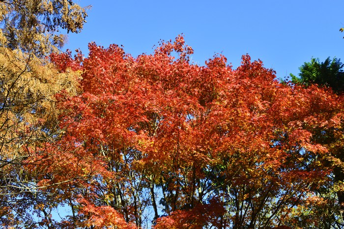 清澄公園散歩。_c0160834_913811.jpg