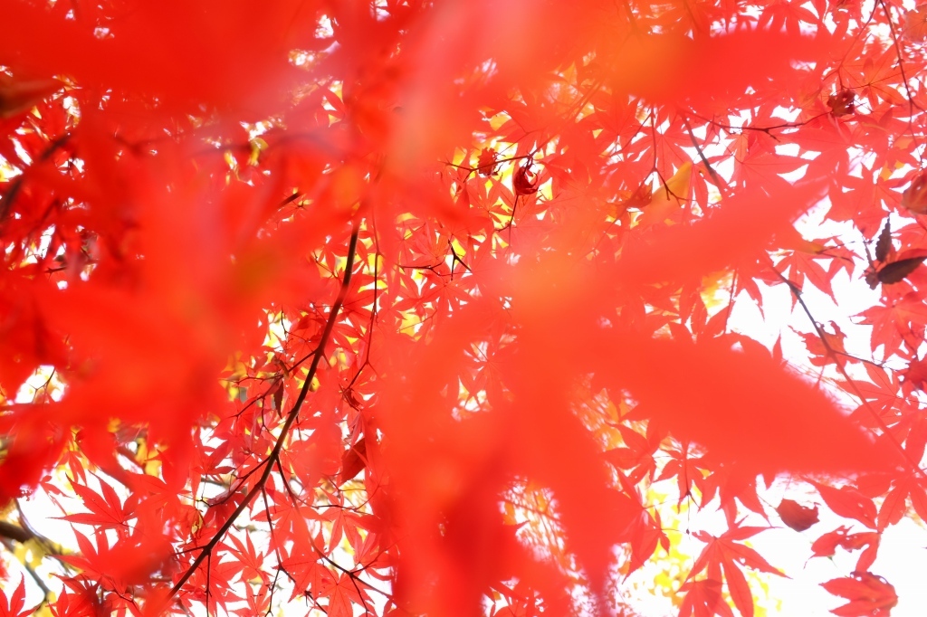 江戸紅葉図_f0050534_17125766.jpg