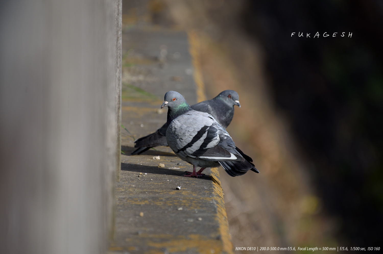 ニコン 200-500mm F5.6 を買ってみた。 : Slow Life is Busy ニコン 200-500mm F5.6 を買ってみた。 : Slow Life is Busy