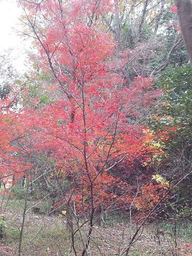 今年最後の紅葉（12/6）_b0218444_16593274.jpg