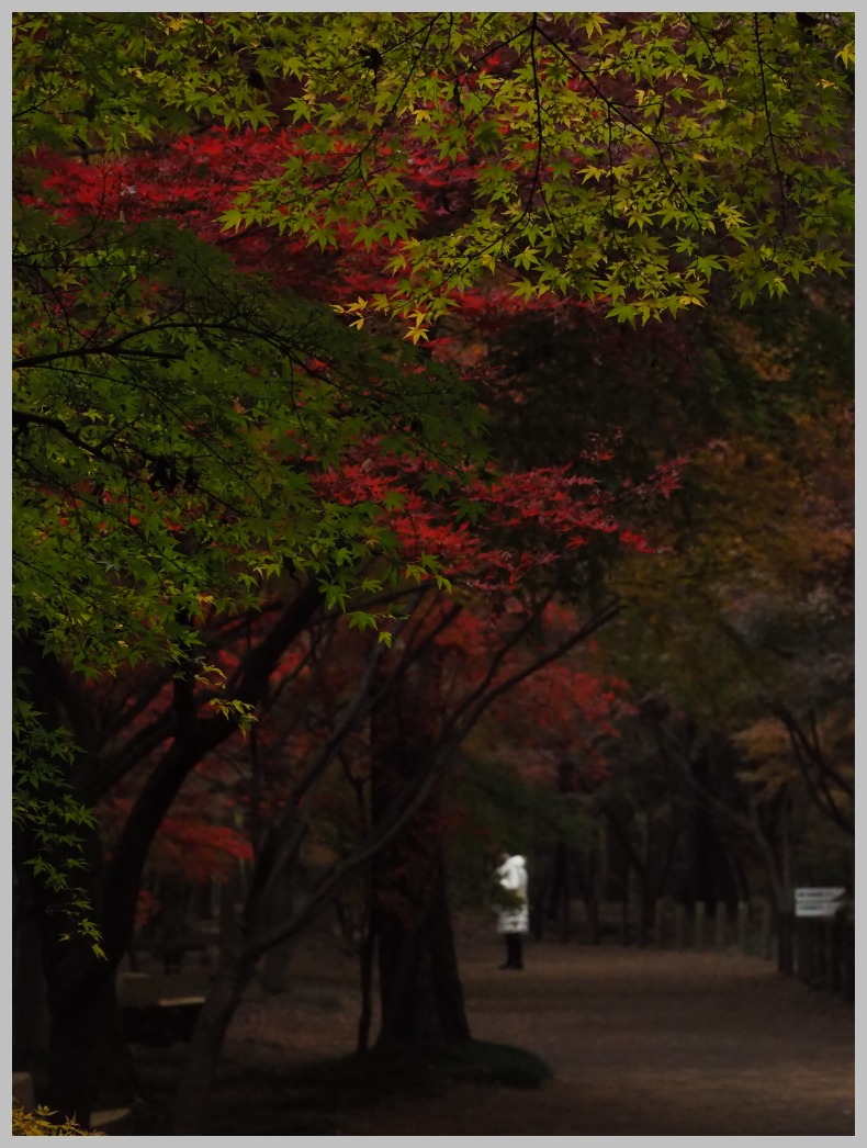 平林寺‐３　　　103）_c0068050_2135537.jpg