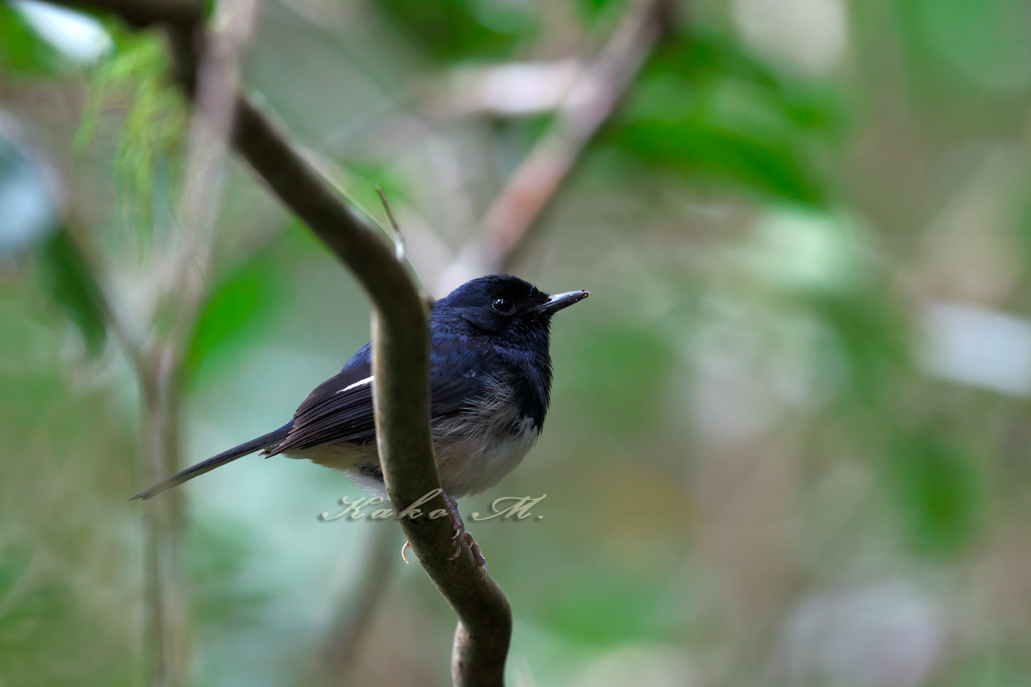 ※マダガスカルシキチョウ　Madagascar Magpie Robin _d0013455_1143678.jpg