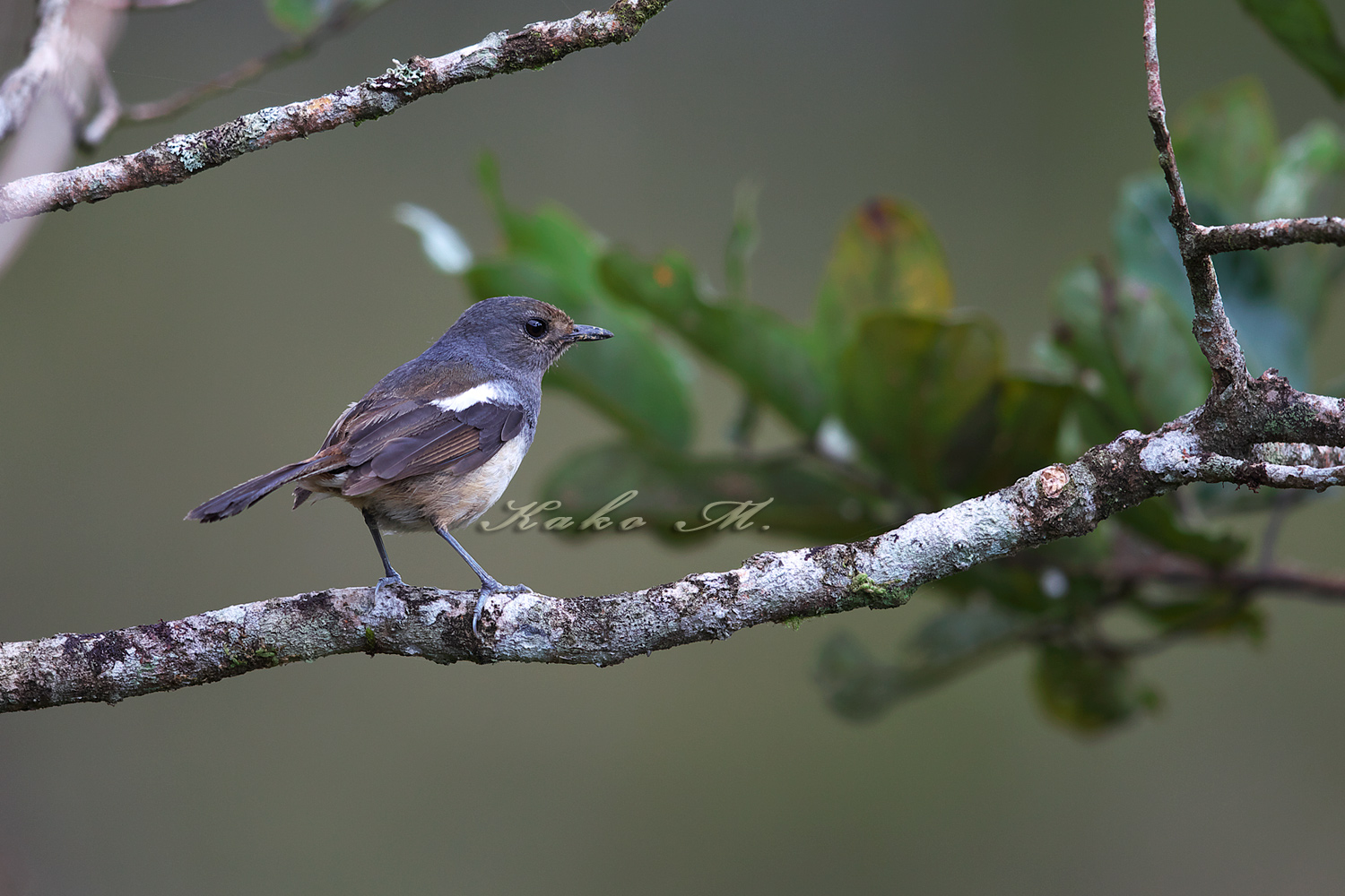 ※マダガスカルシキチョウ　Madagascar Magpie Robin _d0013455_115759.jpg