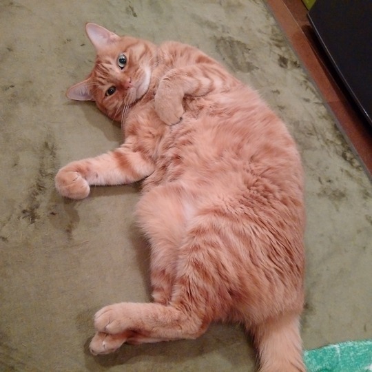 飼い猫に手を噛まれる ペットシッターブログ 飼い猫に手を噛まれる ペットシッターブログ