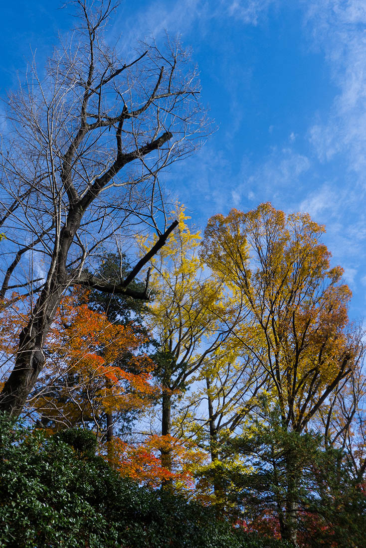 青空の紅葉_a0261169_16415755.jpg