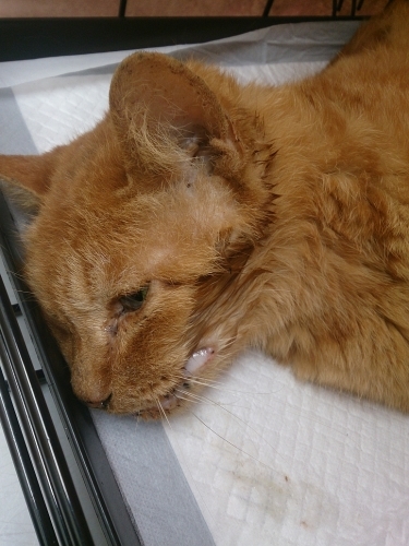 茶トラ君 天国へ 飼い主のいない猫たち 茶トラ君 天国へ 飼い主のいない猫たち