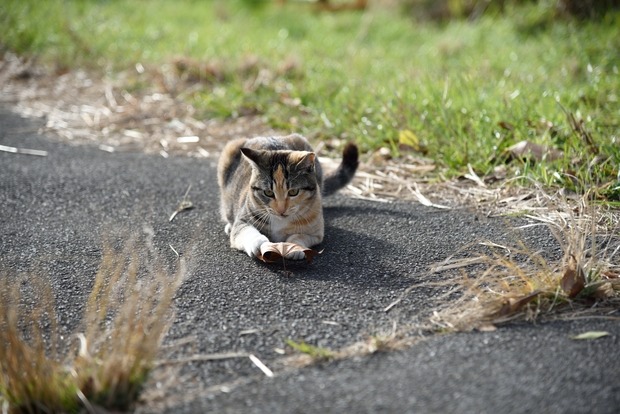 猫と酔っぱらい_b0217090_17301450.jpg