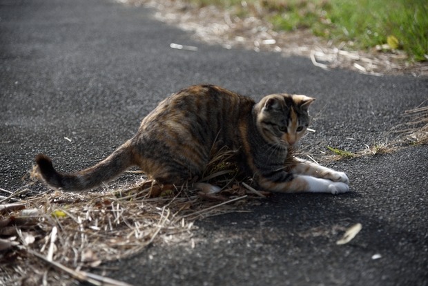 猫と酔っぱらい_b0217090_17332757.jpg