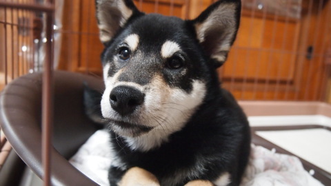 犬が来た!_b0343293_22251354.jpg