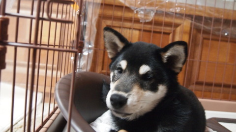犬が来た!_b0343293_22281325.jpg