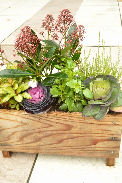 プランターの植え替え 2015年 冬_a0233896_1691192.jpg