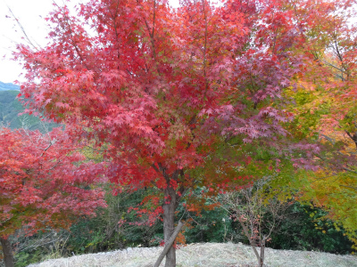 c0125501_1311736.jpg
