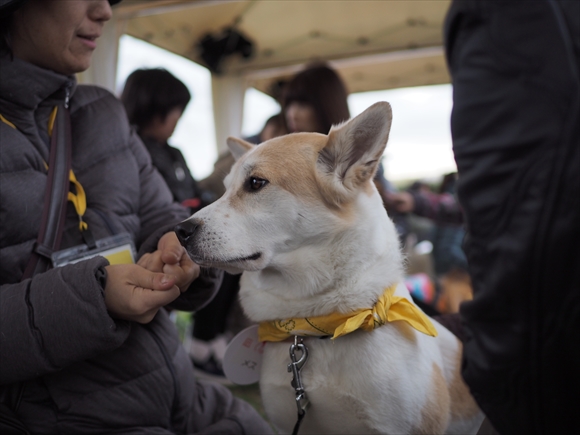 2015.12.6　湘南いぬ親会_e0242804_2224412.jpg