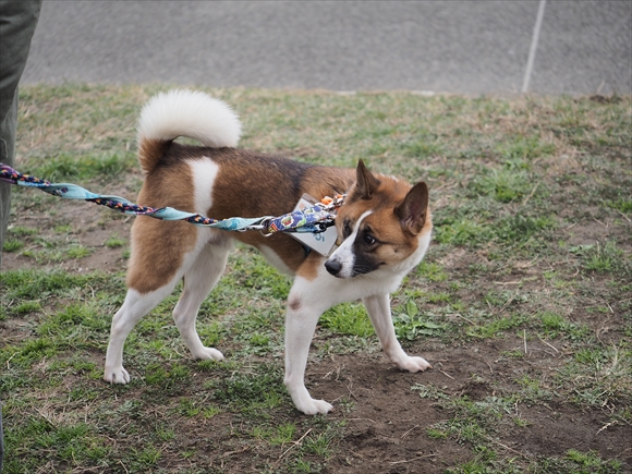 2015.12.6　湘南いぬ親会_e0242804_222661.jpg