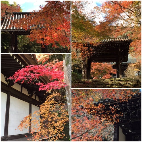 東明寺の紅葉_a0326106_20202068.jpg