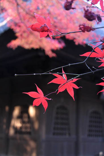 復旧しました。平林寺の紅葉_e0255509_233550.jpg