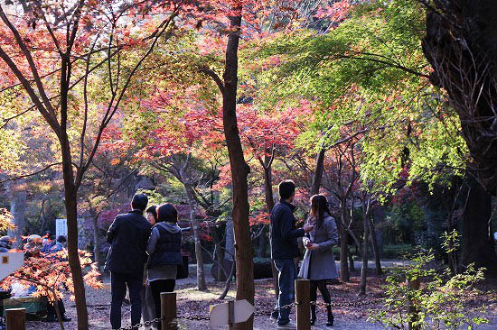 復旧しました。平林寺の紅葉_e0255509_235479.jpg