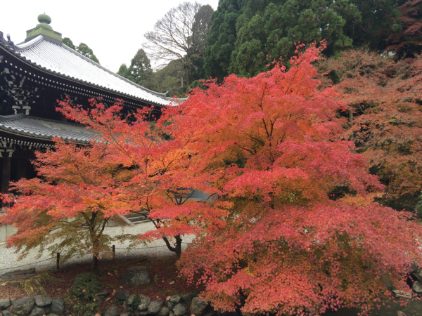 鯖で抗がん＆またまた京都紅葉散歩♪_f0336109_00172122.jpg