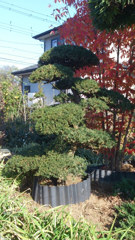 伽羅 キャラ_e0202111_21302862.jpg