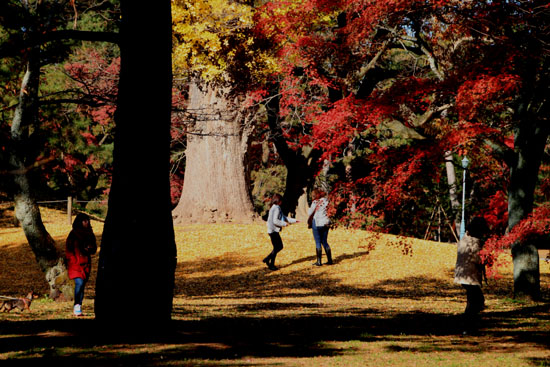 紅葉だより58 京都御苑の紅葉名終末_e0048413_21463749.jpg