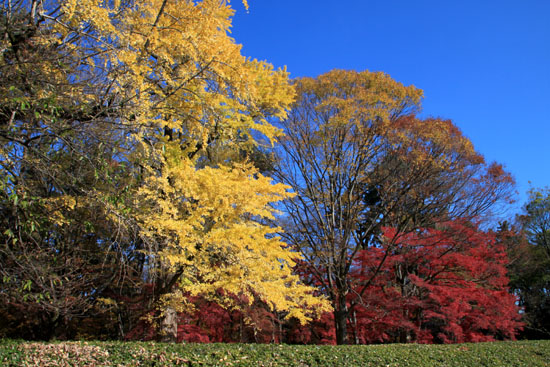 紅葉だより58 京都御苑の紅葉名終末_e0048413_2146496.jpg