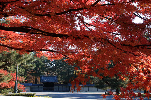 紅葉だより58 京都御苑の紅葉名終末_e0048413_2147253.jpg