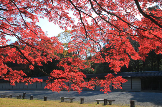 紅葉だより58 京都御苑の紅葉名終末_e0048413_21473688.jpg