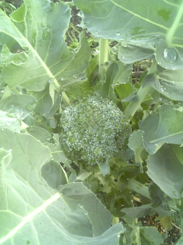 d0233324_18213447.png
