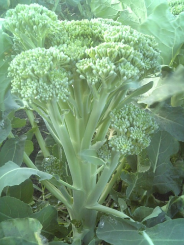 d0233324_18282851.png