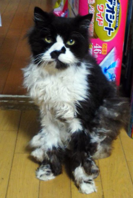 悲しくて眠れない ぶんち べあ Bearbunch S Workbasket 悲しくて眠れない ぶんち べあ Bearbunch S Workbasket