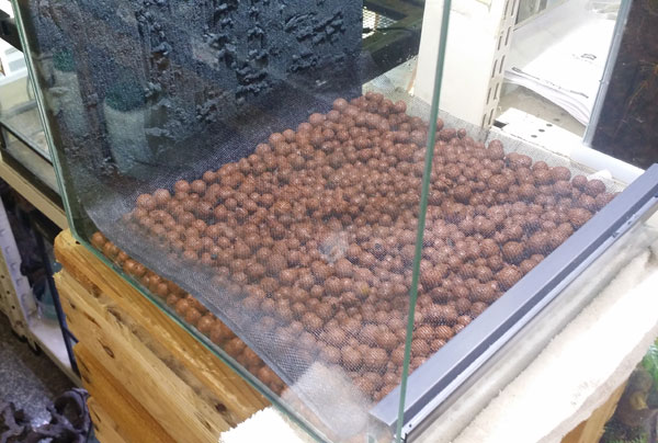 ビバリウムの作り方ってどうやるの ビーボックスアクアリウム ビバリウム 熱帯植物情報 ビバリウムの作り方ってどうやるの ビーボックスアクアリウム ビバリウム 熱帯植物情報