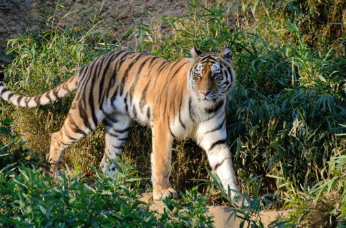 動きのある動物たち 四季の彩りを楽しみたい凡人アルバム
