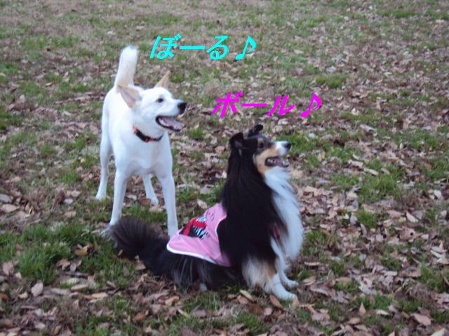 走って、ボールして、クタクタわん♪_e0195743_2235025.jpg