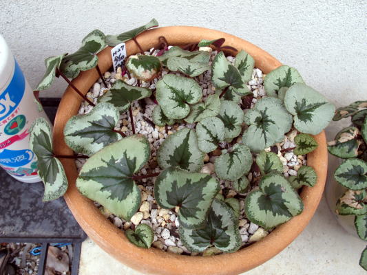 c0147952_2042717.jpg