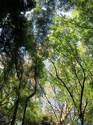 e0170558_01074510.jpg