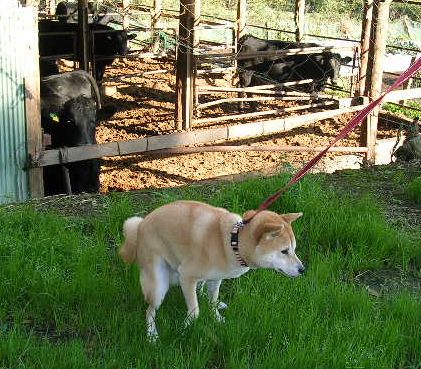 ’15,12,7(月)えっ?牛小屋がなくなっちゃったの?_f0060461_1053147.jpg