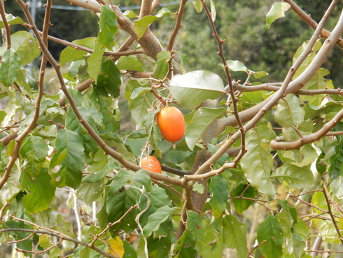 ’15,12,7(月)えっ?牛小屋がなくなっちゃったの?_f0060461_853420.jpg