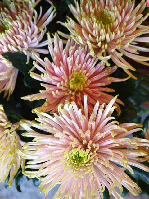c0059063_1640496.jpg