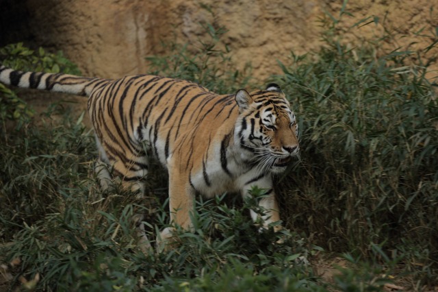 a0188771_21102948.jpg