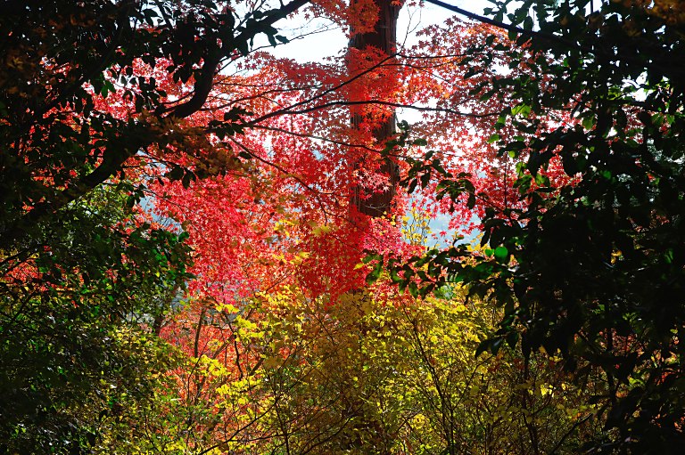 今年最初で最後の紅葉撮りだ--5の3--　20151205_a0050572_16331512.jpg