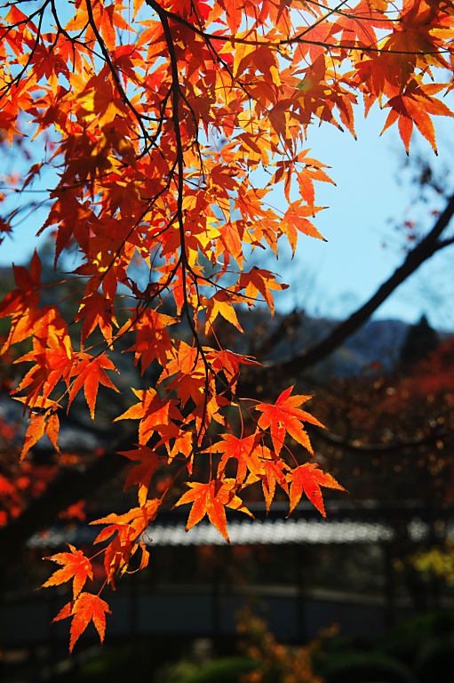 今年最初で最後の紅葉撮りだ--5の3--　20151205_a0050572_1633821.jpg