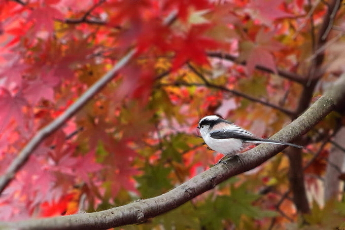 野鳥と紅葉シリーズ…エナガ_d0334291_19221993.jpg